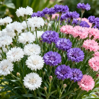 🔥LAST DAY PROMOTION - 50% OFF🌱Premium Cornflower Seeds Planting is simple tenacious vitality