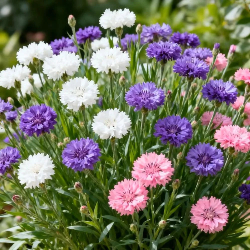 🔥LAST DAY PROMOTION - 50% OFF🌱Premium Cornflower Seeds Planting is simple tenacious vitality